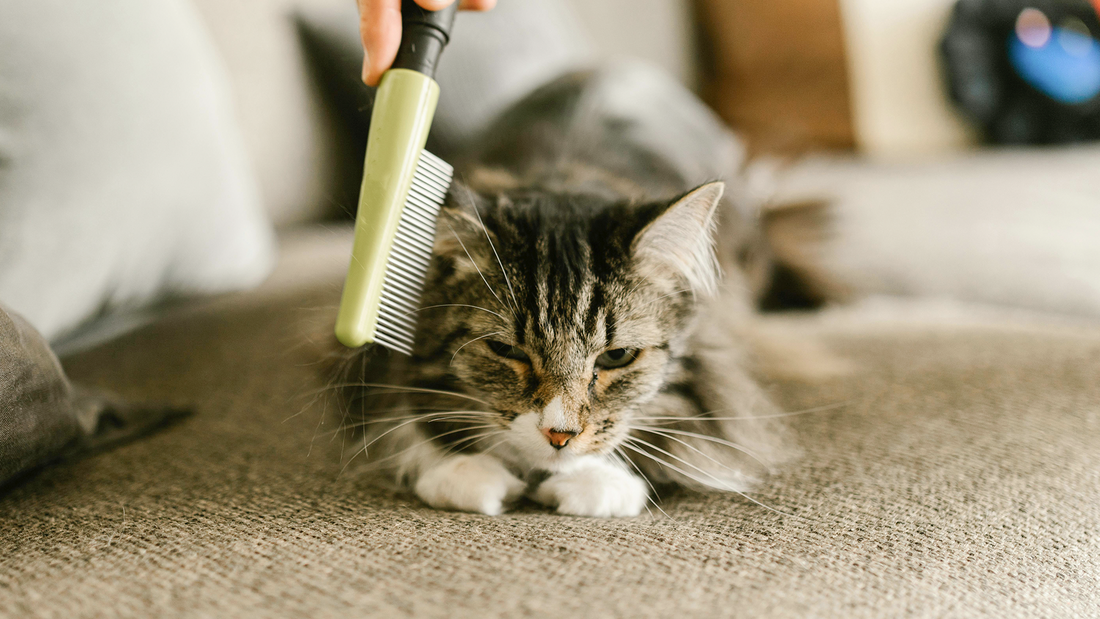 Grooming: Your Pet Healthy and Happy